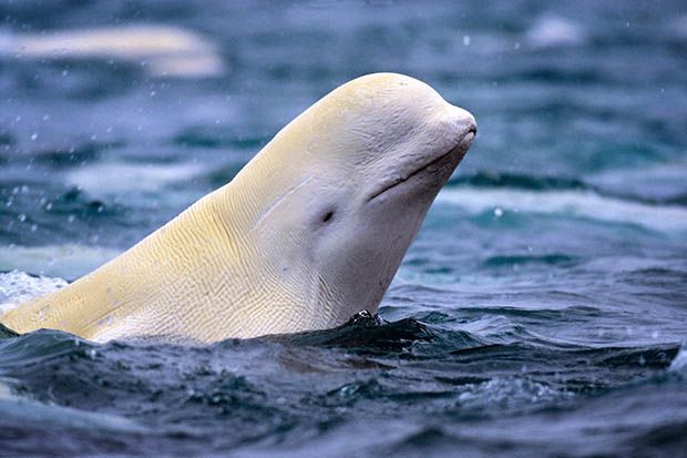 These 7 Arctic Animals Are Most at Risk From Climate Change | TakePart