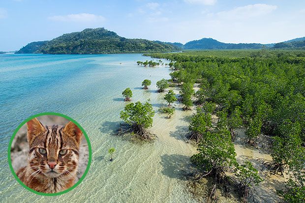 Iriomote Island Mangroves 
