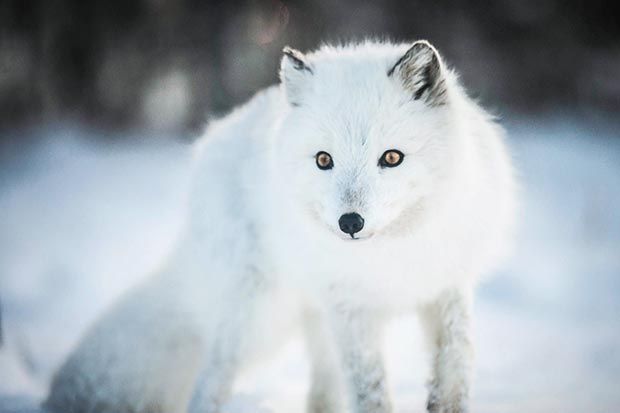 8 Animals Built for Winter | TakePart