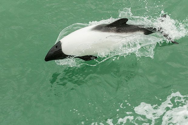 Commerson&#039;s Dolphin