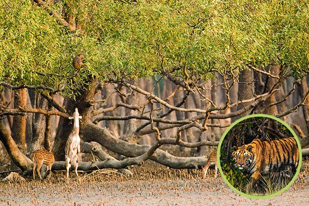 Sundarbans Mangrove Forests