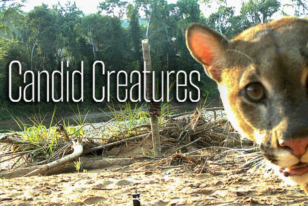The Daily Wild: Nature’s Most Incredible Creatures