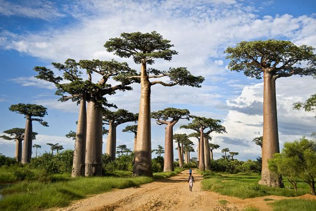 8 of the World’s Most Unusual Forests