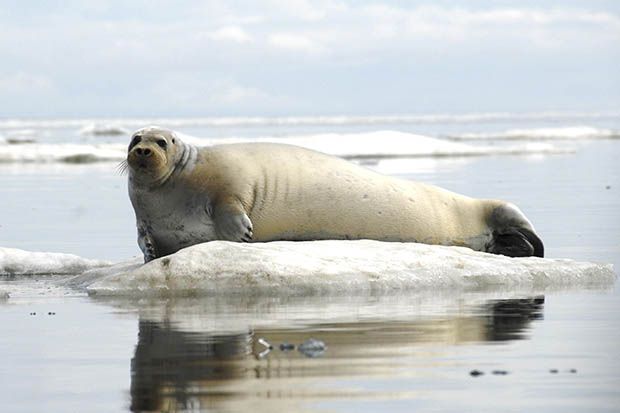 These 7 Arctic Animals Are Most at Risk From Climate Change | TakePart
