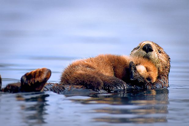 Sea otter mother