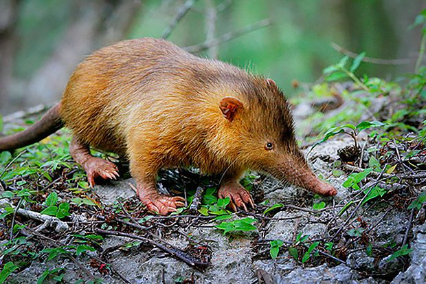 12 Stunningly Strange Animals You Might Spot in Cuba | TakePart