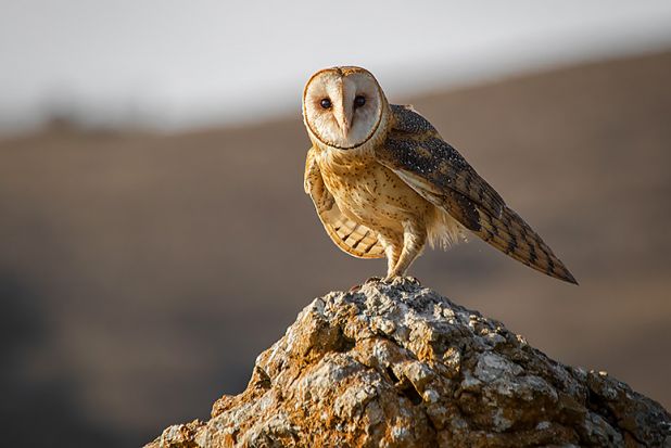 Barn Owl in California