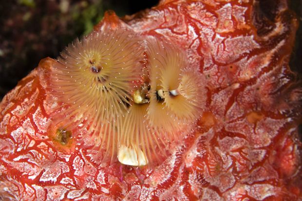 10 Stunning Sea Creatures That Offer a Feast for the Eyes