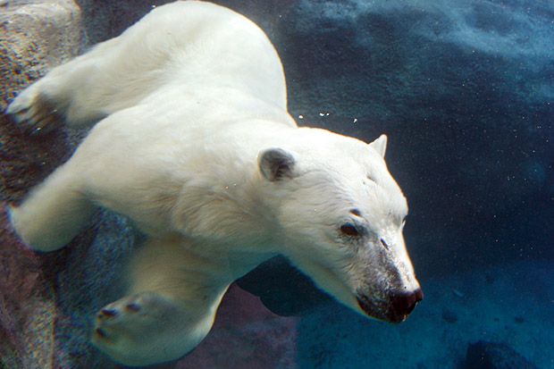 6 Marine Animals Threatened by Climate Change | TakePart
