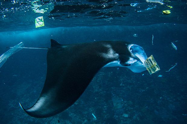 Manta Ray Swimming Through Plastic Trash